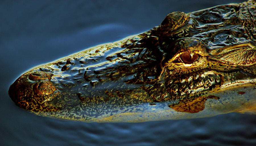 Alligator Photograph by Daniel Woodrum
