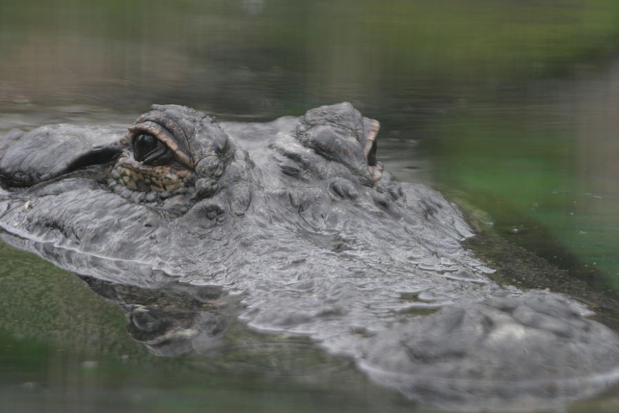 Alligator Photograph by Deana Glenz