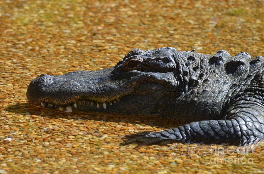 Alligator Photograph by DejaVu Designs