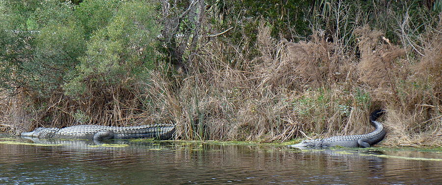 Wildlife Photograph - Alligator Duo on Kiawah Island by Rosanne Jordan