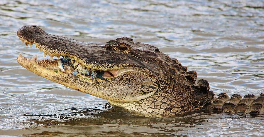 Alligator Eating A Blue Crab Photograph by Paulette Thomas - Fine Art ...