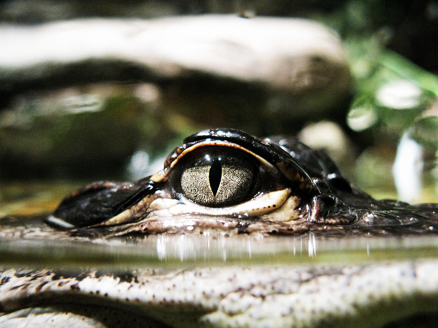 Alligator Eye Photograph by Randi Kuhne
