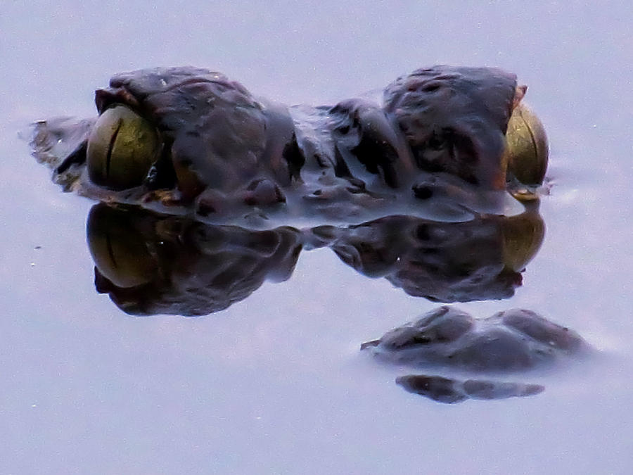 Alligator Photograph - Alligator eyes on the foggy lake by Zina Stromberg