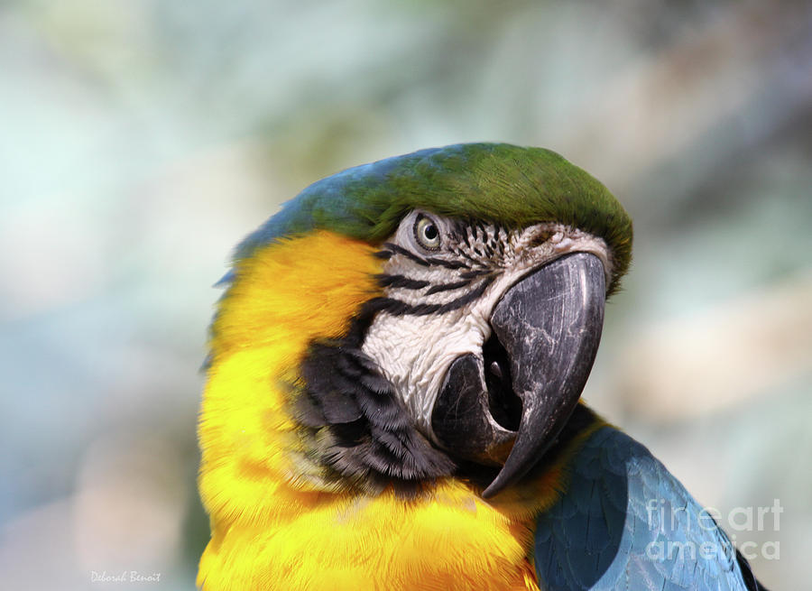 Macaw Photograph - Alligator Farm Resident by Deborah Benoit