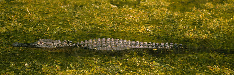 Alligator Flowing In A Canal, Big Photograph by Panoramic Images | Fine ...