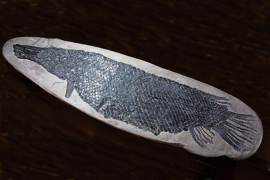 Alligator Gar Fish Fossil Photograph by Millard H. Sharp