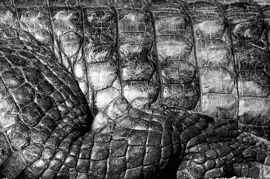 Abstract Photograph - Alligator by Goyo Ambrosio