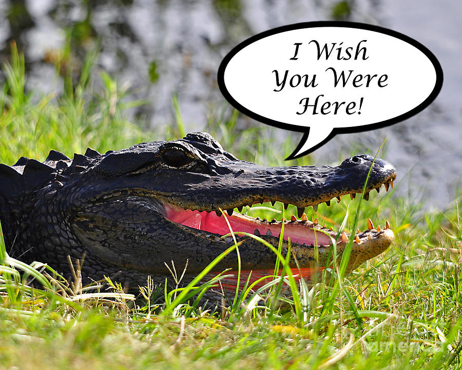 Alligator Photograph - Alligator Greeting Card by Al Powell Photography USA