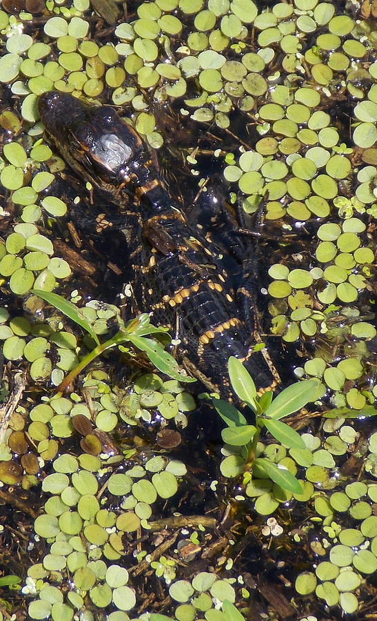 Alligator Hatchling Photograph by Sheri McLeroy