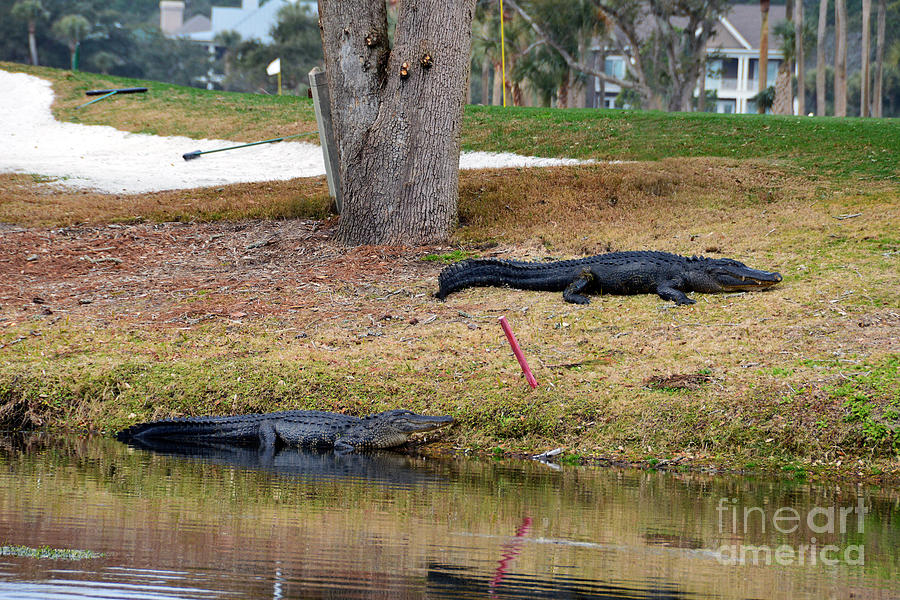 Alligator Hazard Photograph by Catherine Sherman