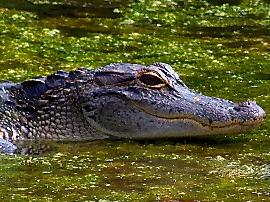 Alligator Head 000 Photograph