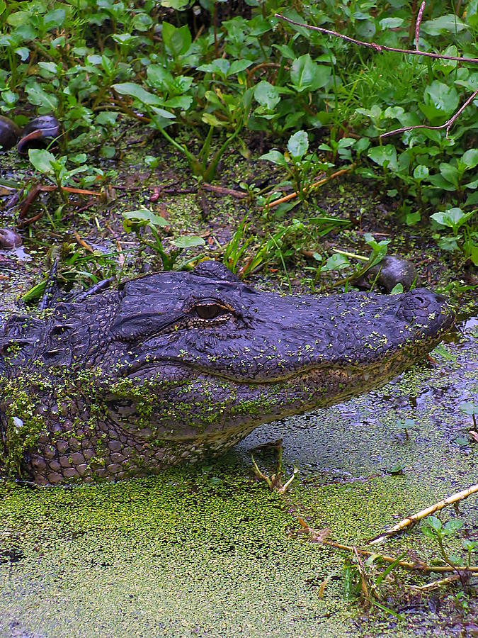 Alligator Head Photograph by Christopher Mercer