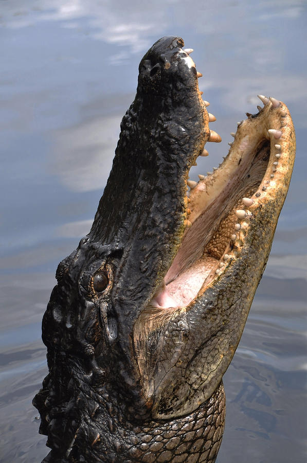 Alligator Head Photograph by Mary Beth Angelo