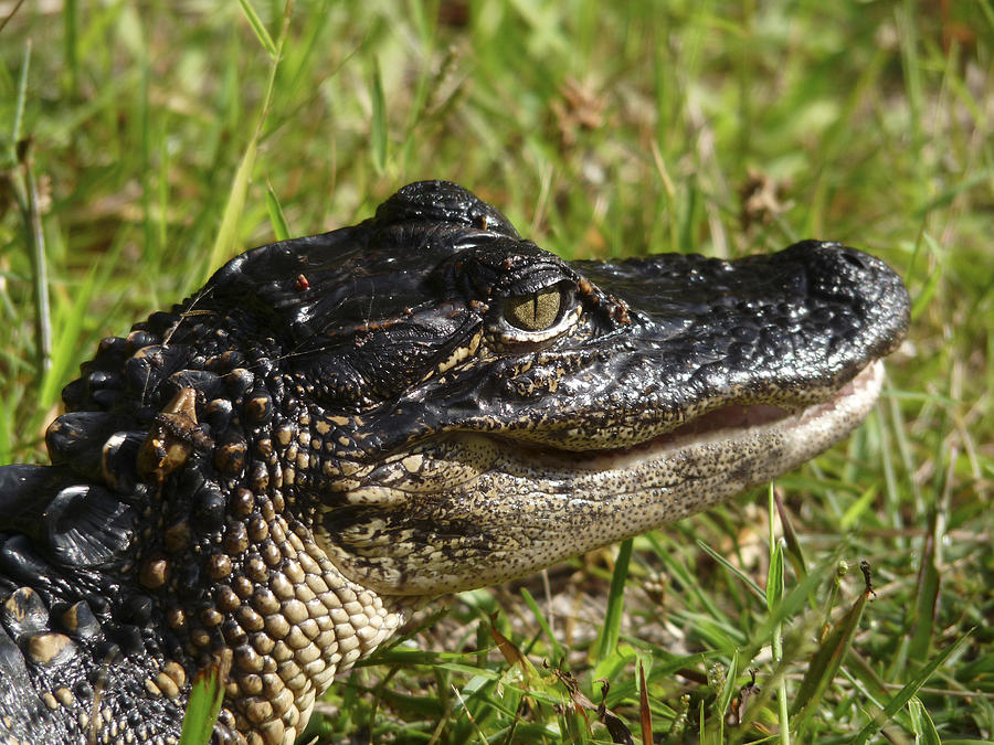 Alligator Head Shot. Melbourne Shores. Photograph by Chris  Kusik