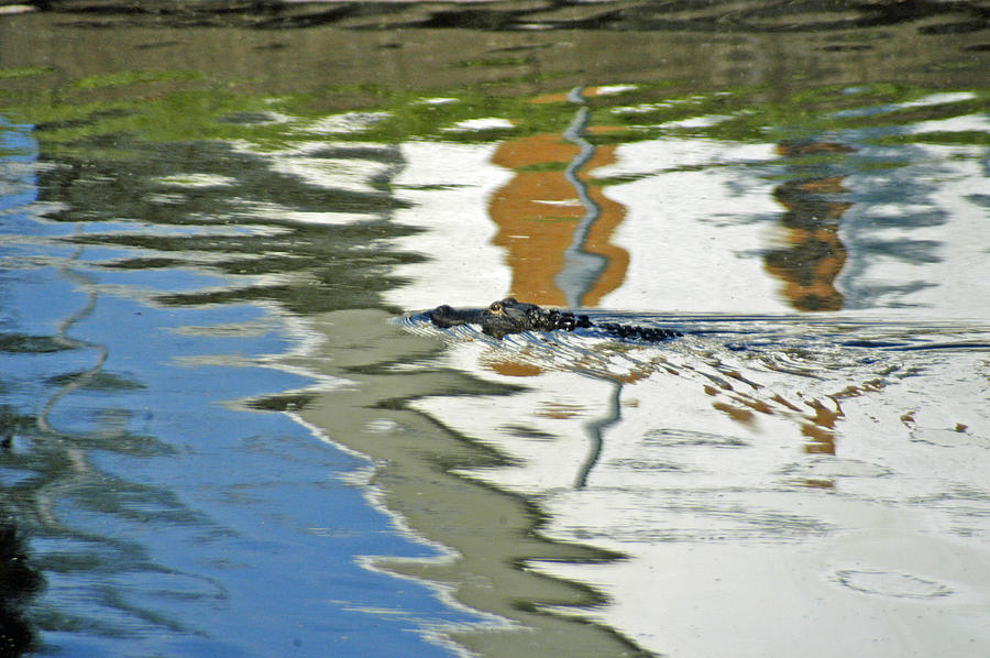 Alligator in Abstract scene Photograph by Geraldine Alexander