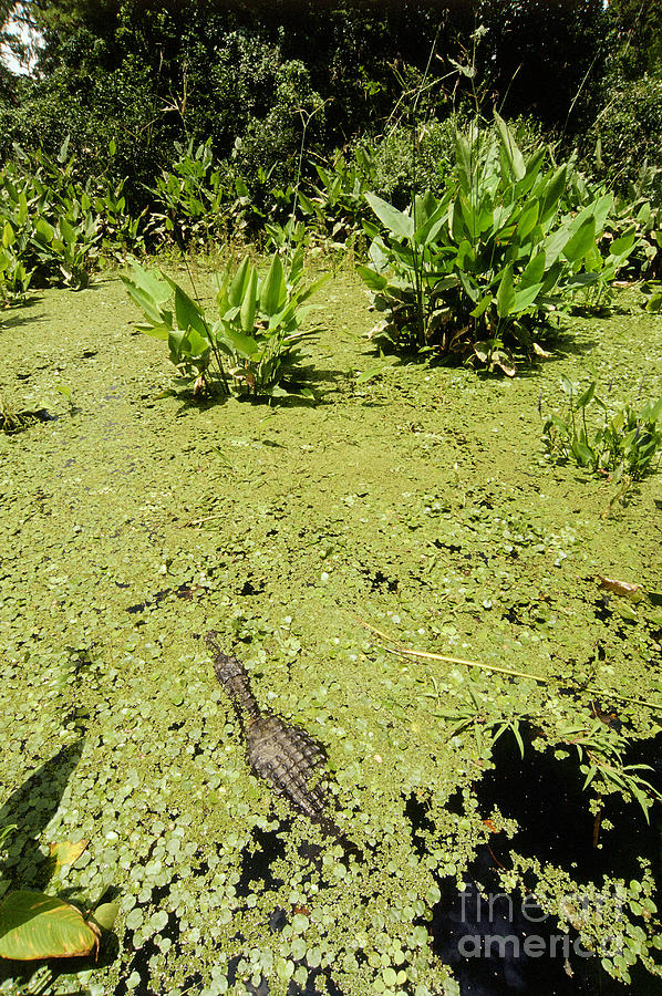 Alligator In Corkscrew Swamp, Florida Photograph by Gregory G. Dimijian