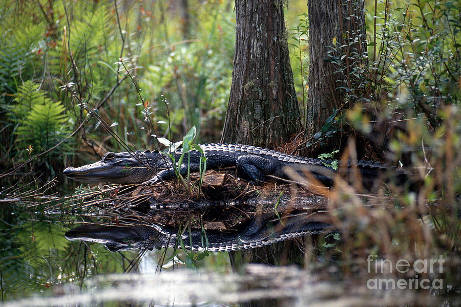 Alligator Photograph - Alligator In Okefenokee Swamp by William H. Mullins