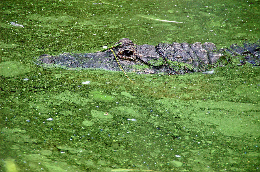 Alligator in Swamp Photograph by Aimee L Maher ALM GALLERY - Fine Art  America