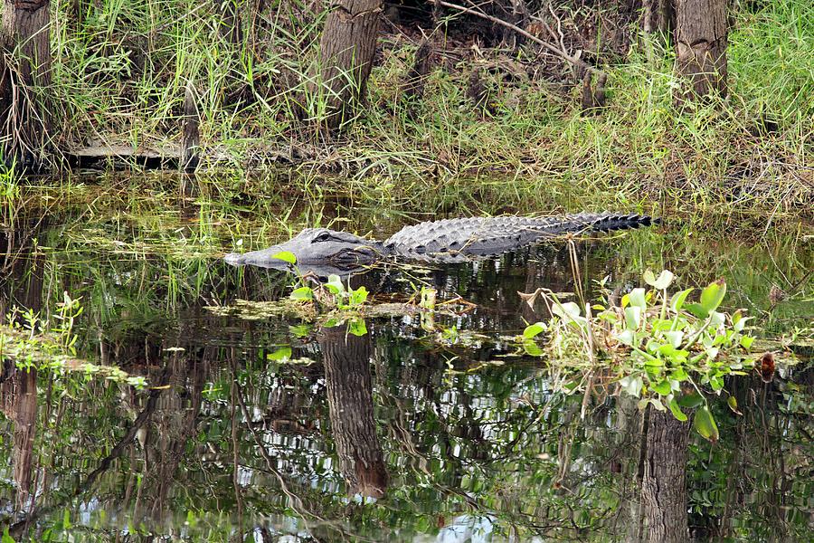 Alligator Photograph - Alligator In Swamp by Jim West