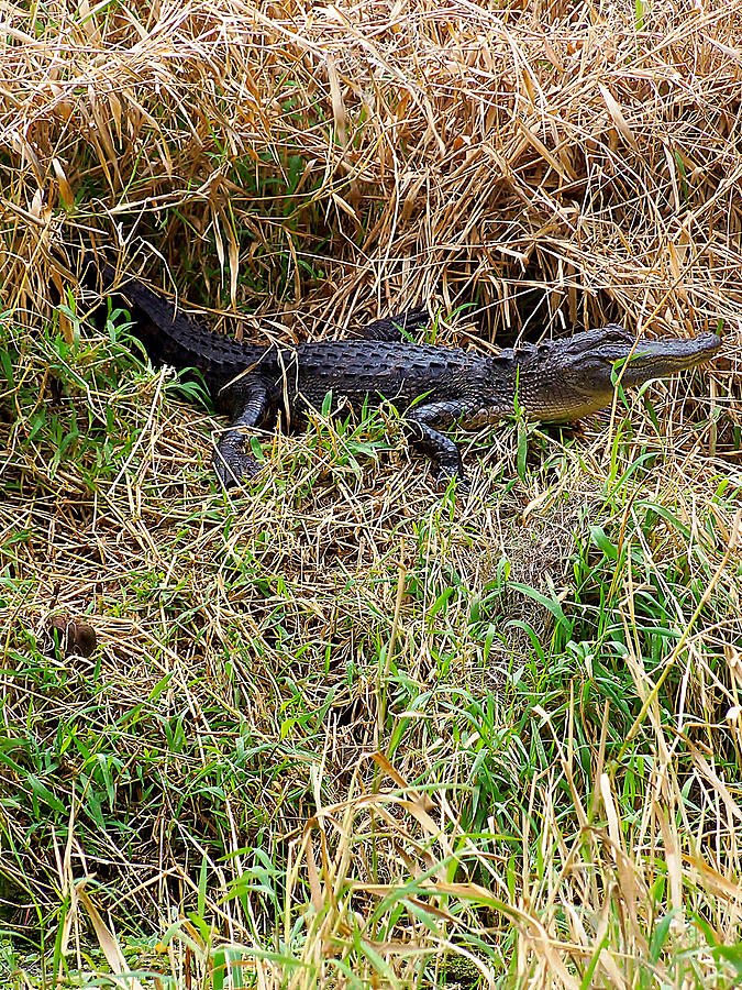 Alligator in the grass 000  Photograph by Christopher Mercer