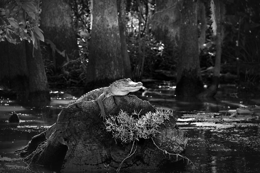 Tree Photograph - Alligator in the Louisiana Bayou by Mountain Dreams