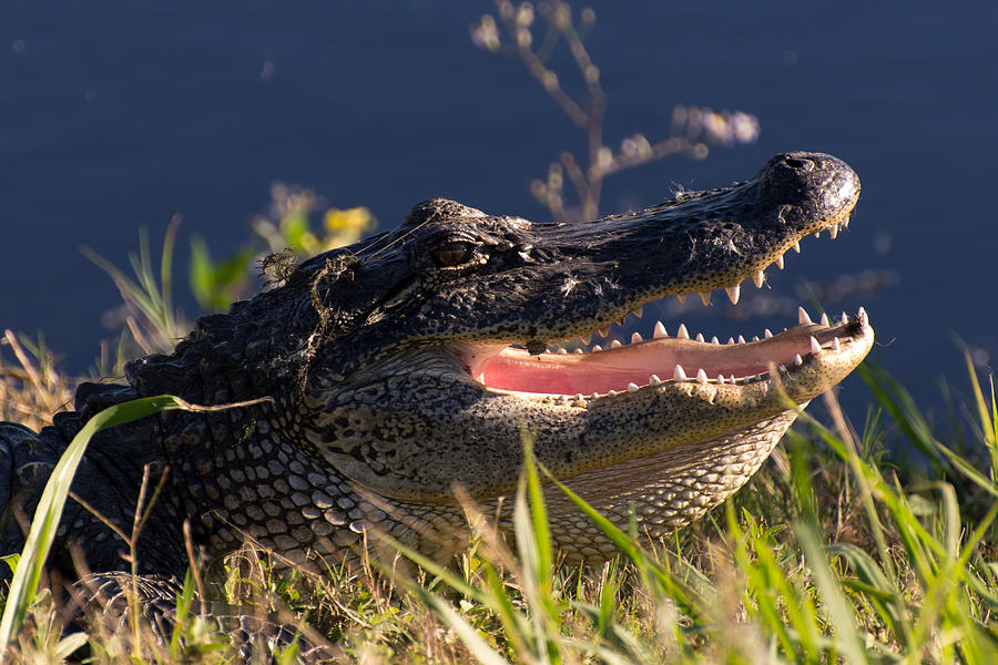 Alligator Photograph - Alligator in the Sun by John Carroll
