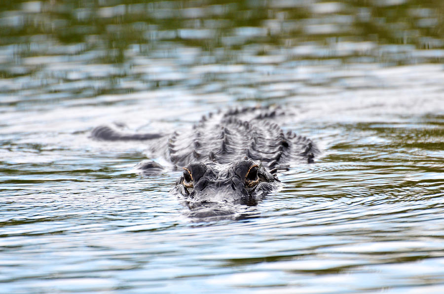 Alligator Investigation Photograph by Catherine Murton