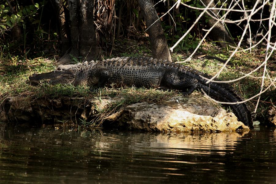 Alligator  Photograph by Joseph G Holland