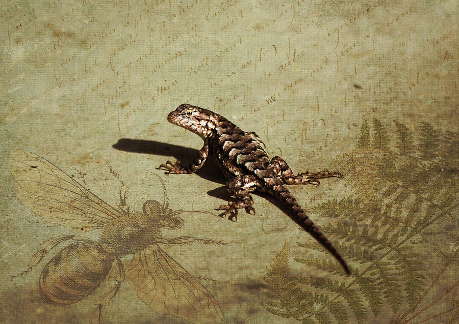 Alligator Lizard Photograph by Linda Segerson