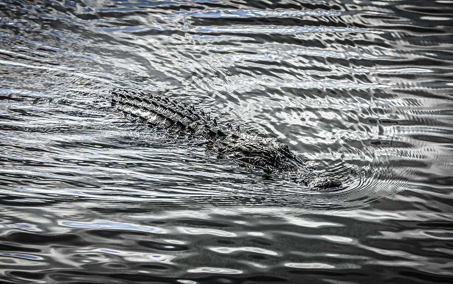 Alligator Log Photograph by Chris Smith