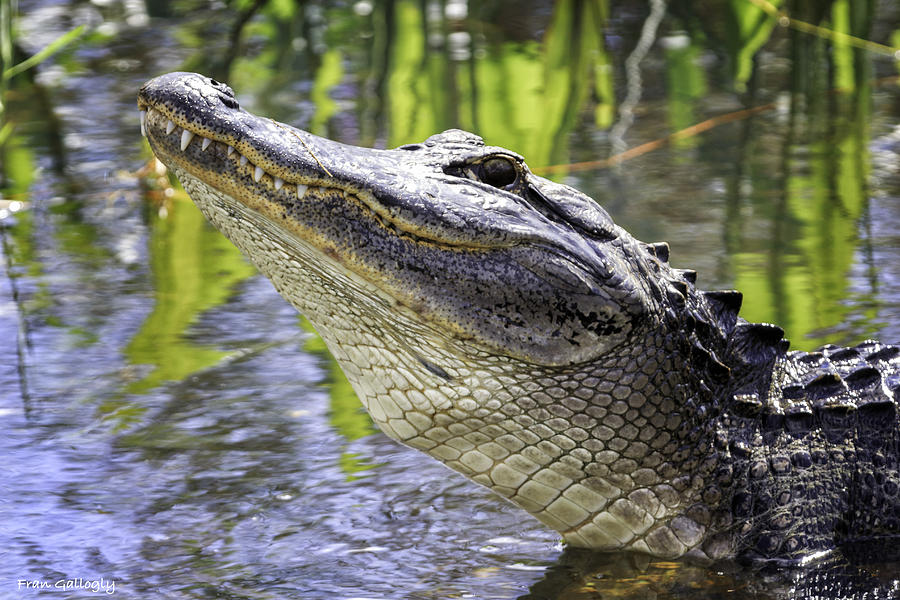 Alligator Mating Call Photograph by Fran Gallogly