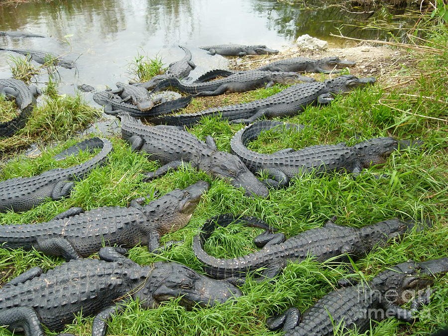 Alligator mating season Photograph by Jason Rose