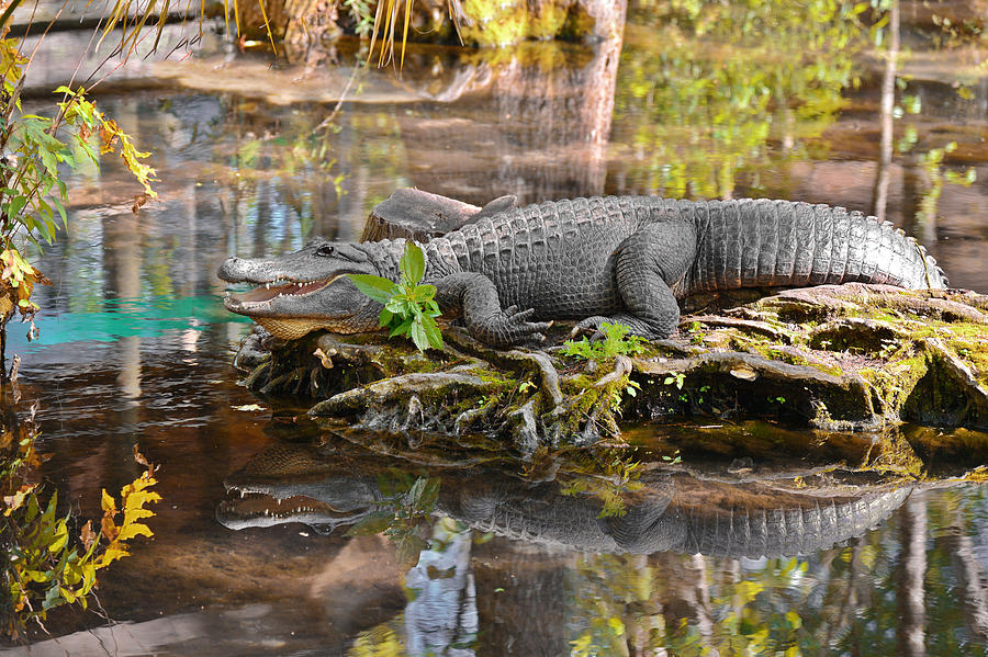 Alligator mississippiensis Photograph by Alexandra Till
