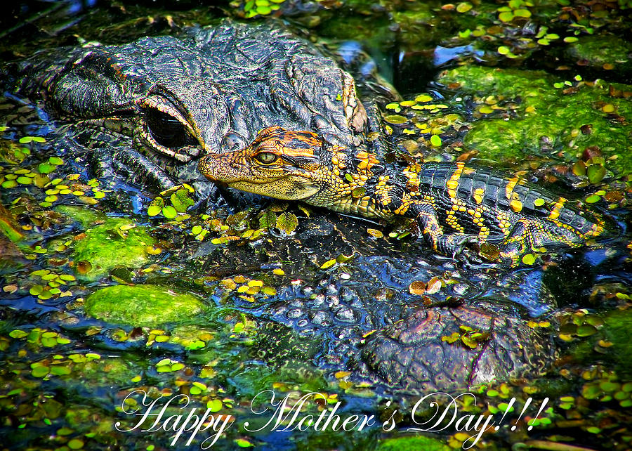 Alligator Mothers Day Photograph by Mark Andrew Thomas