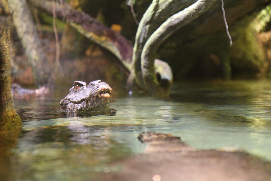 Alligator National Aquarium in Baltimore MD 12121 Photograph by DC