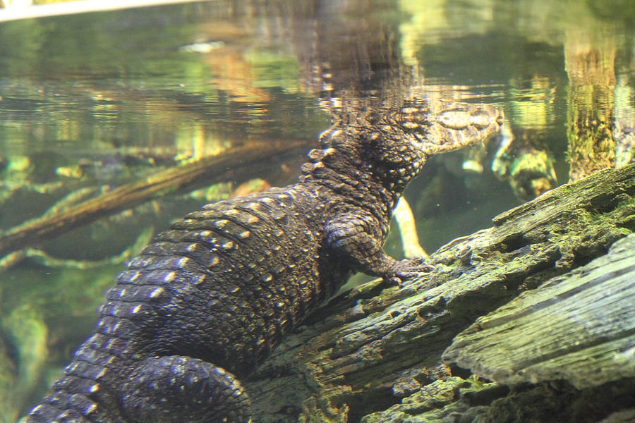 Alligator - National Aquarium in Baltimore MD - 12123 Photograph by DC Photographer