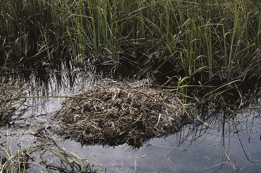 American Alligator Nest