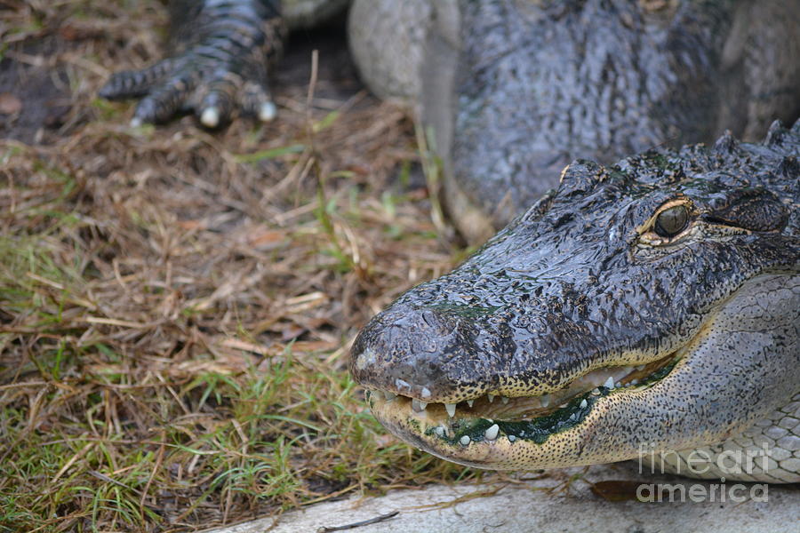 Alligator close up Photograph by Nicholas Outar - Fine Art America