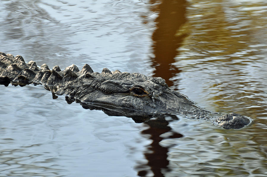 Alligator on Jekyll Island Photograph by Bruce Gourley