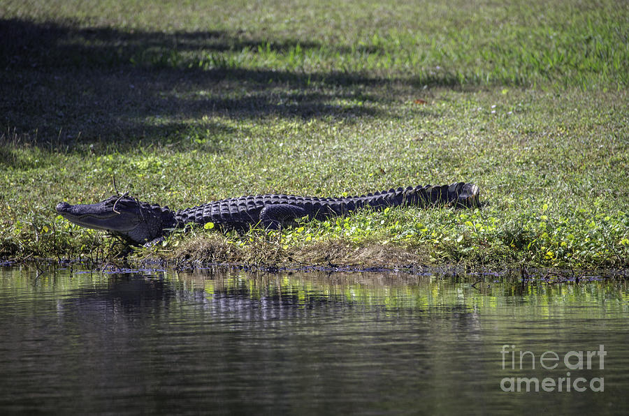 Alligator on the Move Photograph by Dale Powell