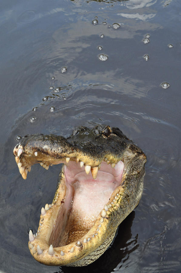 Alligator Open Mouth Photograph by Mary Beth Angelo