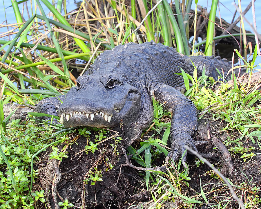 Alligator Photograph - Alligator Overbite by Rudy Umans