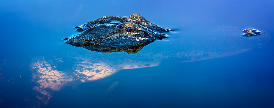 Alligator Panorama Photograph By Mark Andrew Thomas