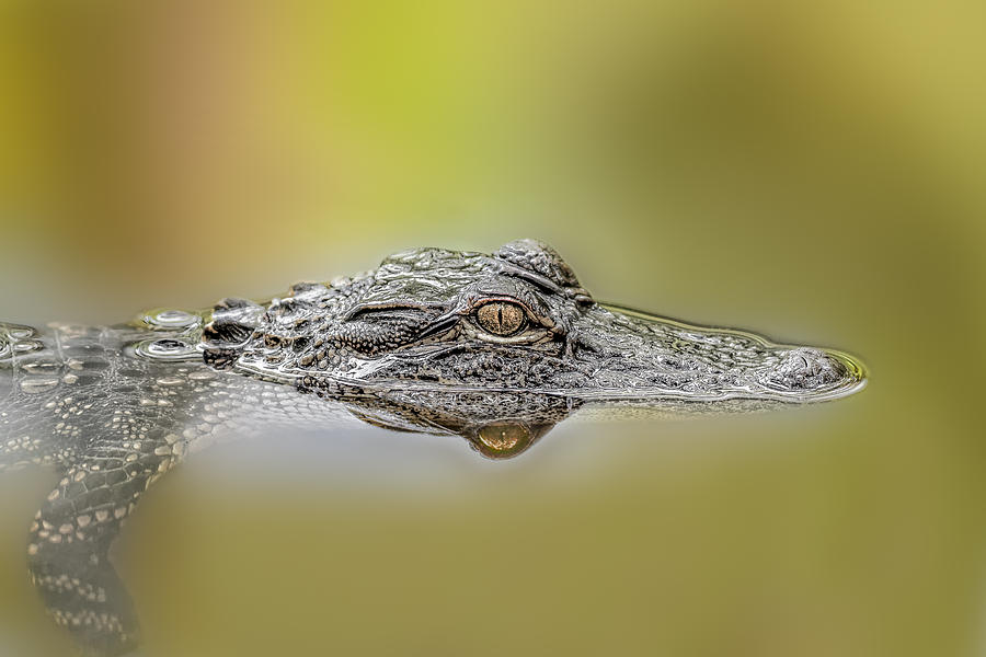 Alligator Photograph by Peter Lakomy