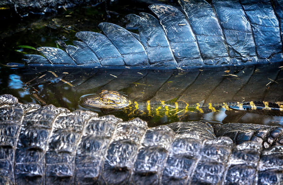 Alligator Playpen Photograph by Mark Andrew Thomas