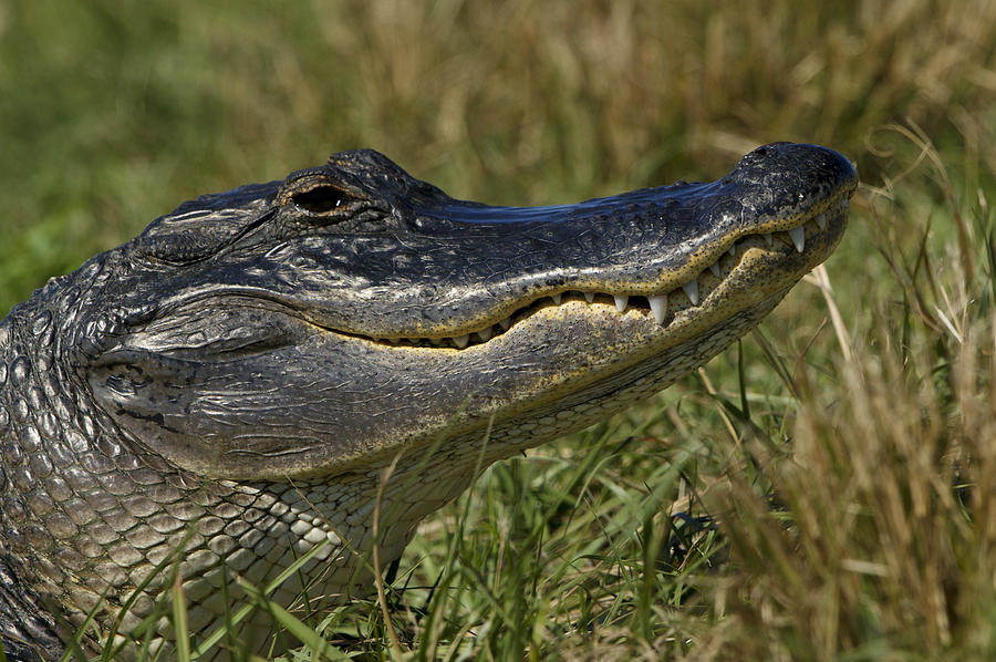 Alligator Portrait Photograph by Brian Kamprath - Pixels