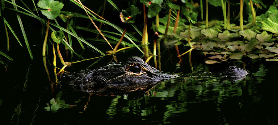 Alligator Portrait. Three Lakes W.M.A. Photograph by Chris  Kusik