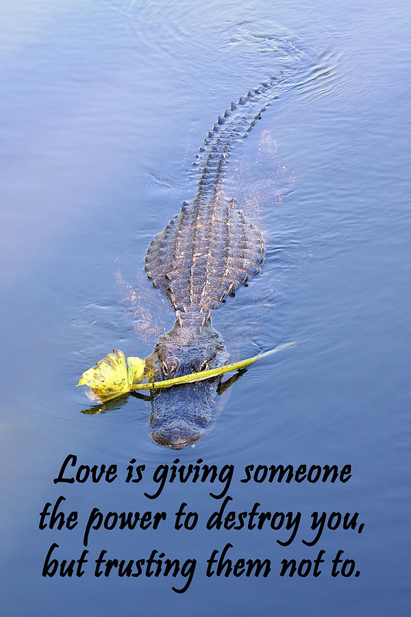Alligator Quote Photograph by Rudy Umans