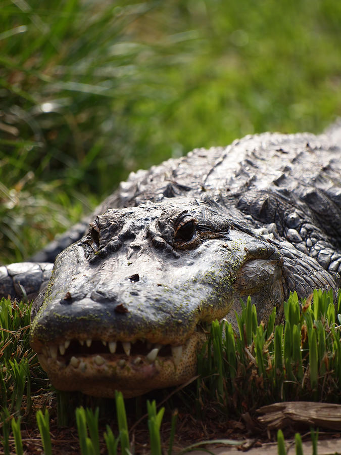 Alligator Photograph by Rachel Sanderoff - Fine Art America