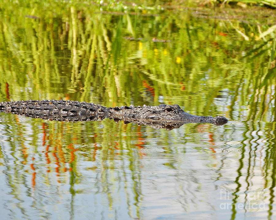 Alligator Reflection Photograph by Al Powell Photography USA